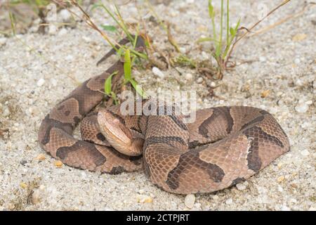 Östlicher Baumwollmund von der Küste von Virginia - Agkistrodon contortrix Stockfoto