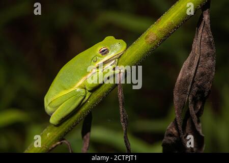 Amerikanischer Grünbaumfrosch - Hyla cinerea Stockfoto