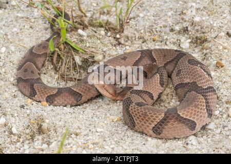 Östlicher Kupferkopf von der Küste von Virginia - Agkistrodon contortrix Stockfoto