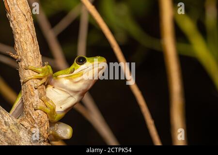 Amerikanischer Grünbaumfrosch - Hyla cinerea Stockfoto