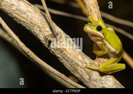 Amerikanischer Grünbaumfrosch - Hyla cinerea Stockfoto