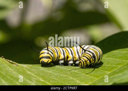 Monarch butterfly Caterpillar - Danaus plexippus Stockfoto