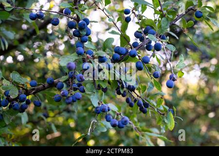 Schlehe Beeren auf Prunus spinosa - UK Stockfoto