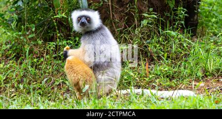 Ein diademed sifaka in seiner natürlichen Umgebung im Regenwald Auf der Insel Madagaskar Stockfoto