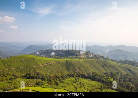 Indien, Kerala, Munnar, Blick über Tee-Anwesen Stockfoto