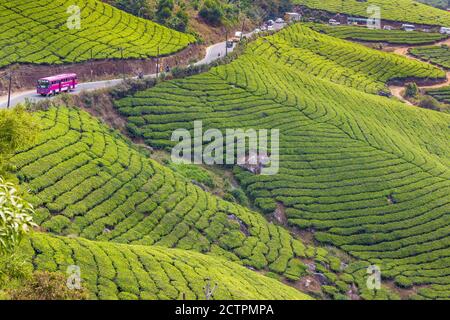 Indien, Kerala, Munnar, Straße schlängelt sich durch Munnar Tee Anwesen Stockfoto