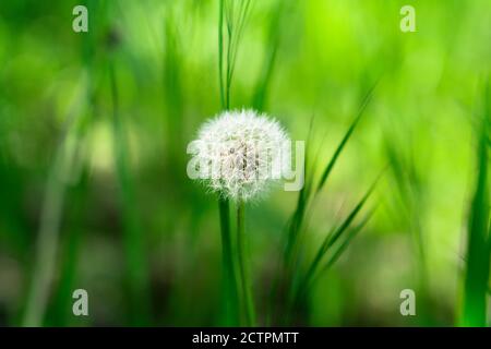 Flauschiger weißer Löwenzahn wächst im Gras. Stockfoto