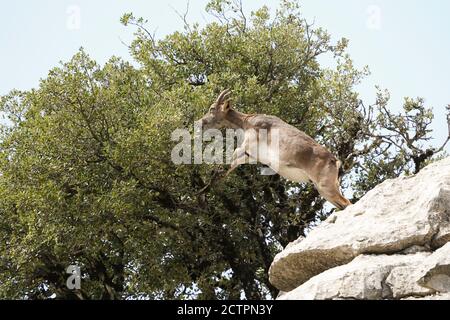 Spanischer Steinbock, spanische Wildziege oder iberische Wildziege (Capra pyrenaica), die einen Baum besteigen. El Torcal Antequera, Andalusien, Spanien. Stockfoto