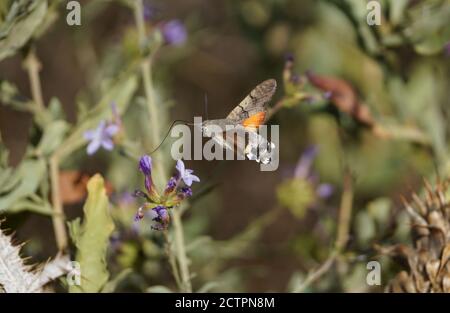 Hummingbird Hawk-Motte, Macroglossum stellatarum, Schmetterling im Flug, Fütterung von Blumen, Andalusien, Spanien. Stockfoto