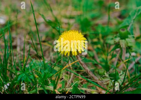 Blühende gelbe Löwenzahn im Frühjahr, ist unter den unebenen Pflanzen Stockfoto