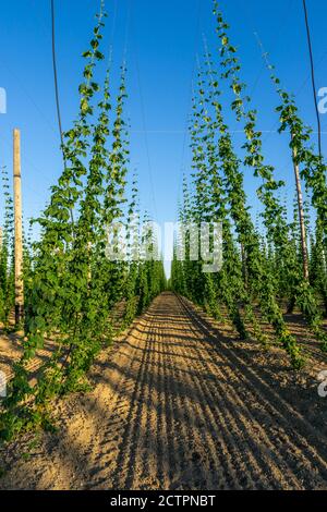 Grünes Hopfen-Feld. Ausgewachsene Hopfenbinen. Hopfenfeld in Bayern Deutschland. Hopfen ist Hauptzutaten bei der Bierherstellung Stockfoto