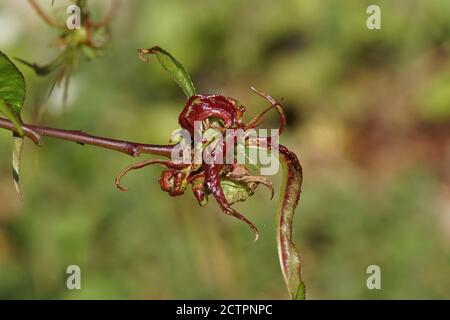 Eine charakteristische nach unten und nach innen gewellte Laub in Prunus persica, verursacht durch den Pilz Taphrina deformans. Frühling, Bergen, Niederlande April Stockfoto