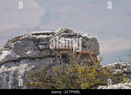 Mutter und junger spanischer Steinbock, spanische Wildziege oder iberische Wildziege (Capra pyrenaica), auf einem Felsen. El Torcal Antequera, Andalusien, Spanien. Stockfoto