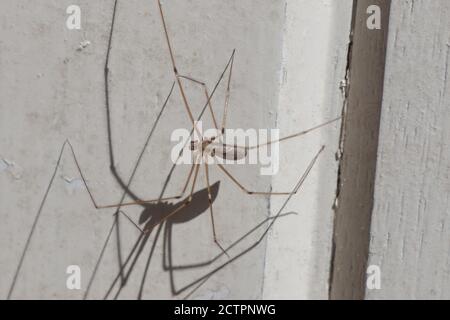 Daddy-langbeine Spinne oder Keller Spinne (Pholcus phalangioides). Familie Pholcidae. An einer alten weißen Tür. Frühling, Bergen, Niederlande, April Stockfoto