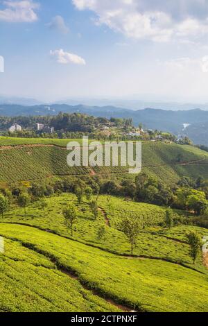 Indien, Kerala, Munnar, Blick über Tee-Anwesen Stockfoto