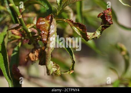 Eine charakteristische nach unten und nach innen gewellte Laub in Prunus persica, verursacht durch den Pilz Taphrina deformans. Frühling, Bergen, Niederlande April Stockfoto