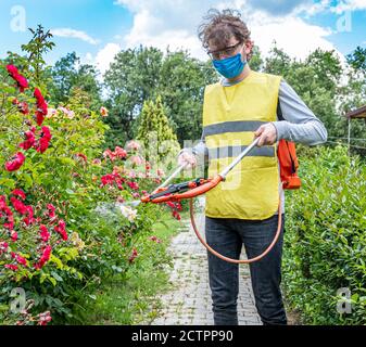 Schutz von Blumenpflanzen vor Pilzerkrankungen, Gartenkonzept Stockfoto