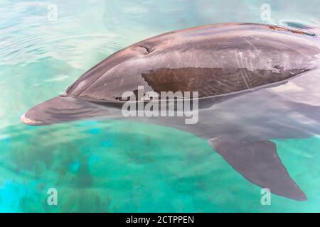 Nahaufnahme eines Delfins, der im blauen Wasser schwimmt Stockfoto