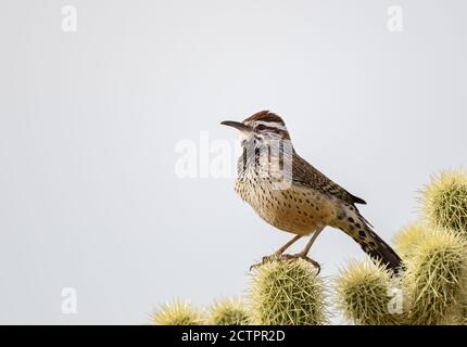 Kaktus Wren auf Kaktus mit hellem klaren Himmel thront Stockfoto