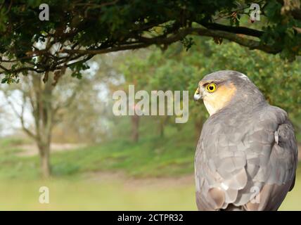 Nahaufnahme eines eurasischen Sparrowhawks (Accipiter nisus), der im Hintergrund gegen Bäume thront. Stockfoto