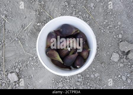 Frisch gepflückte Feigen in einem weißen Eimer auf grauem Boden Stockfoto