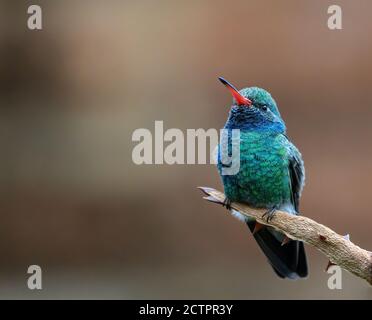 Broad-billed Kolibri auf Kaktus nach vorne und leicht links gehockt Stockfoto