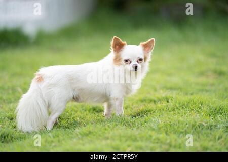 Hihuahua Hund glücklich und genießen Sie auf grünem Gras Feld im Freien Stockfoto