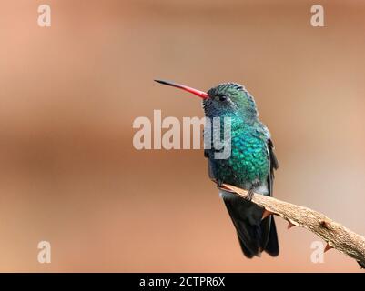 Broad-Fagelkolibri thront mit blassen Hintergrund Stockfoto