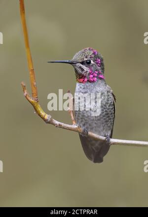 Annas Kolibri thront auf einem Zweig mit weichem Hintergrund Stockfoto