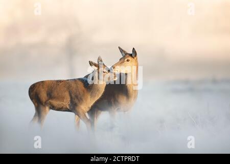 Nahaufnahme eines Rothirsches Hinterhand mit einem Kalb an einem frostigen Wintermorgen, Winter in Großbritannien. Stockfoto