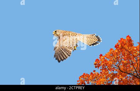 Nahaufnahme eines gemeinen Turmfalken im Flug, England. Stockfoto