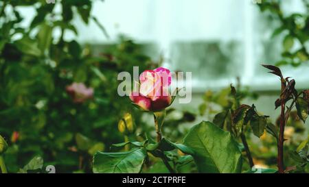 Blütenknospe von dekorativen kustorinovy Rosen, mit rot-gelben Blütenblättern Stockfoto