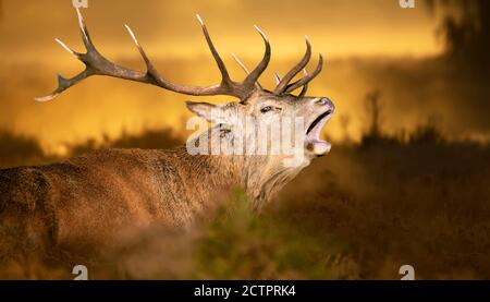 Nahaufnahme eines Rothirschanrufers während der Brunftzeit im Herbst, Großbritannien. Stockfoto