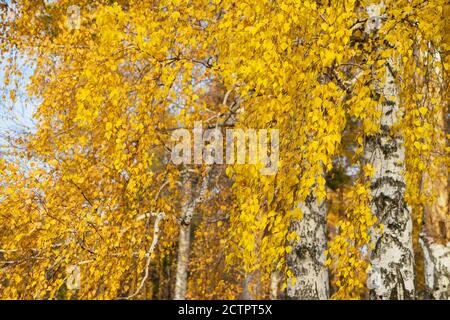 Goldenes Herbstlaub auf den Kronen einer Birken gegen den blauen Himmel aus der Nähe. Herbstlaub. Stockfoto