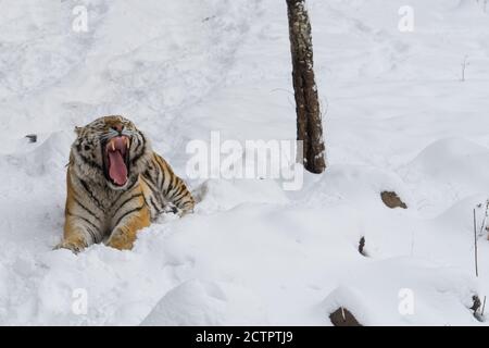 Tiger mit geöffnetem Maul liegt auf dem Schnee im Winterwald. Zähne und Zunge sind sichtbar. Stockfoto