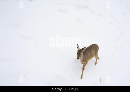 Rehe oder Capreolus wandern im Winter im Schnee mit Kopierraum. Halbprofilige Ansicht. Stockfoto