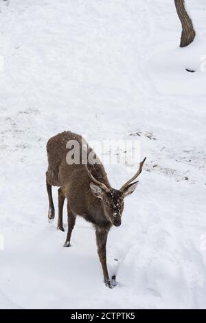Hirsche oder cervidae wandern im Winter im Schnee mit Kopierraum. Nahaufnahme. Halbprofilige Ansicht Stockfoto