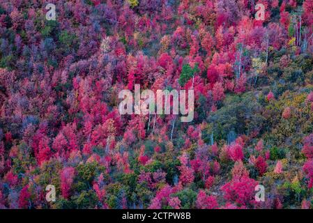 Herbstfarben der berühmten Alpine Loop im American Fork Canyon, Utah, USA. Die schmale und kurvenreiche Straße von "The Loop" bietet eine dramatische Fallkulisse. Stockfoto