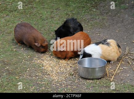 Eine Gruppe von vier Guineaschweinen, die vom Boden aus füttern. Stockfoto