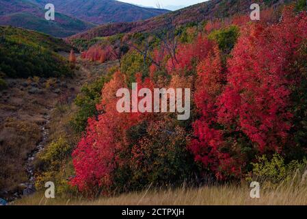 Herbstfarben der berühmten Alpine Loop im American Fork Canyon, Utah, USA. Die schmale und kurvenreiche Straße von "The Loop" bietet eine dramatische Fallkulisse. Stockfoto