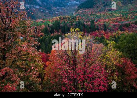 Herbstfarben der berühmten Alpine Loop im American Fork Canyon, Utah, USA. Die schmale und kurvenreiche Straße von "The Loop" bietet eine dramatische Fallkulisse. Stockfoto