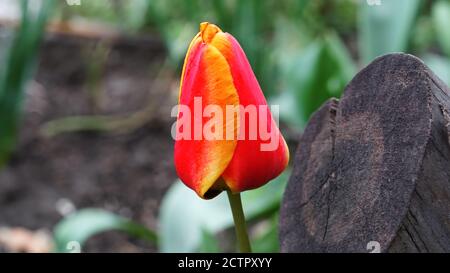 tulpe in der natürlichen Umgebung, mit rot-gelben Blütenblättern vor dem Hintergrund, von einem Gartenbett und einem gesägten Baumstumpf Stockfoto