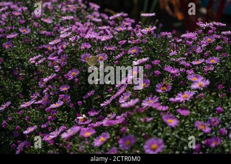 Lila neue england Aster. Wilde, tiefviolette Blüten auf dem Feld Stockfoto