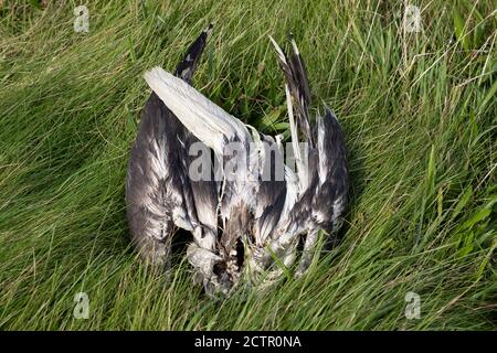 Körper eines toten Seevögels im Gras am 15. September 2020 in Cemlyn, Anglesey, Wales, Vereinigtes Königreich. Stockfoto