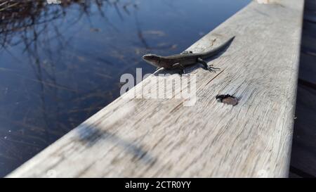 Garteneidechse. Nahaufnahme einer Eidechse. Makro Stockfoto