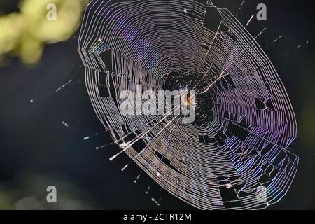 Nicht so zartbitterlich! Große Spinne im fast vollständigen Netz wird durch niedrige Morgensonne beleuchtet, die die feinen Fäden in einem Regenbogen von Farben glitzern lässt Stockfoto