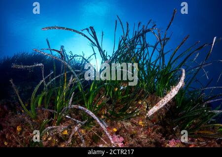 Unterwasserszene einer Neptun-Seegraswiese (Posidonia oceanica) im Naturpark Ses Salines (Formentera, Balearen, Mittelmeer, Spanien) Stockfoto