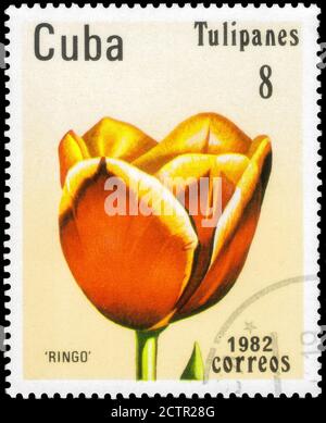 Sankt Petersburg, Russland - 18. September 2020: Briefmarke gedruckt in Kuba das Bild des Tulip Ringo, um 1982 Stockfoto