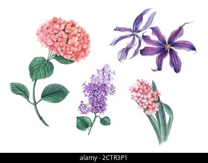 Vintage Set aus rosa Hydrangea, Flieder, Clematis und Hyazinthe auf weißem Hintergrund Stockfoto