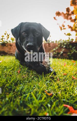 Vertikale Nahaufnahme eines labrador Retriever Stockfoto